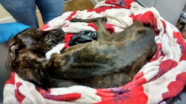 A cruel couple have been banned from keeping pets for life after starving their dog to death and dumping its body in a plastic bag. See NTI story NTISTARVE. Crossbreed Lulu was dumped in a plastic bag in a park after she starved to death. An RSPCA inspector was able to trace owners Danielle Rogers and Keeley Scott after their other dog, Patch, was handed in to a vet practice weighing half what he should have in December. The black and white Staffordshire bull terrier, which weighed 9.8kg, also had a medical condition called megaesophagus, meaning his oesophagus did not function properly, so he couldnt get food into his stomach easily. The poorly pooch had to eat his meals sat in a high chair so that food could move down into his stomach. Rogers, 19, of Worcester, and Scott, 19, of Worcester, admitted dumping the body of their starved dog Lulu in a plastic bag in a park at Worcester Magistrates' Court last Thursday (14/9).